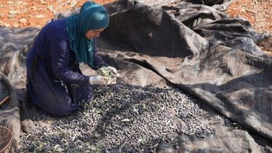 Alors que la récolte des olives est en cours, les agriculteurs palestiniens craignent les attaques des colons israéliens