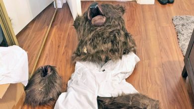 Une personne vêtue d’un costume d’ours pour simuler des attaques contre des voitures afin d’obtenir une indemnité d’assurance, selon des responsables californiens.