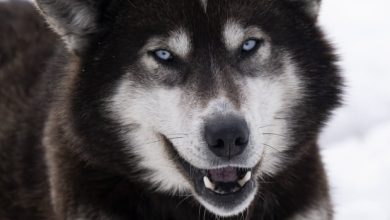 Ottawa indemnisera les Inuits du Nunavik pour le massacre massif de chiens de traîneau