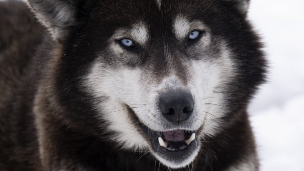 Ottawa indemnisera les Inuits du Nunavik pour le massacre massif de chiens de traîneau