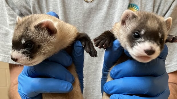 Les premiers bébés furets nés d’un clone apportent un nouvel espoir à leur espèce