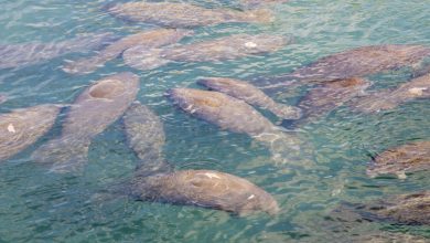 Le Manatee Lagoon de FPL accueille un événement familial marquant le début de la saison des lamantins