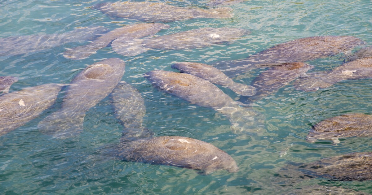 Le Manatee Lagoon de FPL accueille un événement familial marquant le début de la saison des lamantins