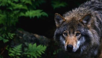 La députée européenne von der Leyen se venge des loups — RT World News