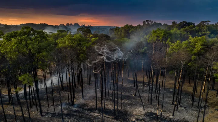 Fontainebleau : nouvelle reprise de feu, 7 hectares brûlés