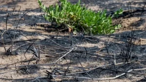 La Verrière : un enfant de 10 ans interpellé après un départ de feu
